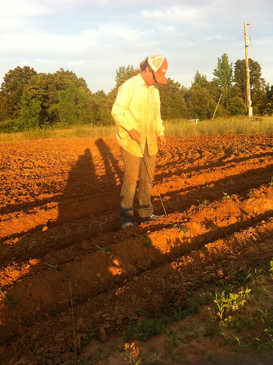 Planting sweet potato slips at dusk