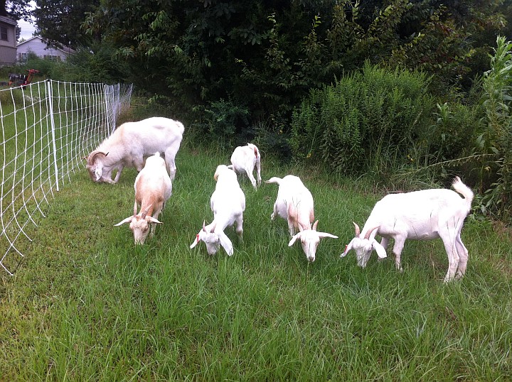 goats on the day they arrived