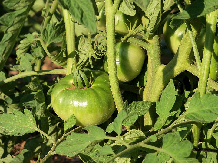Tomatoes are looking good