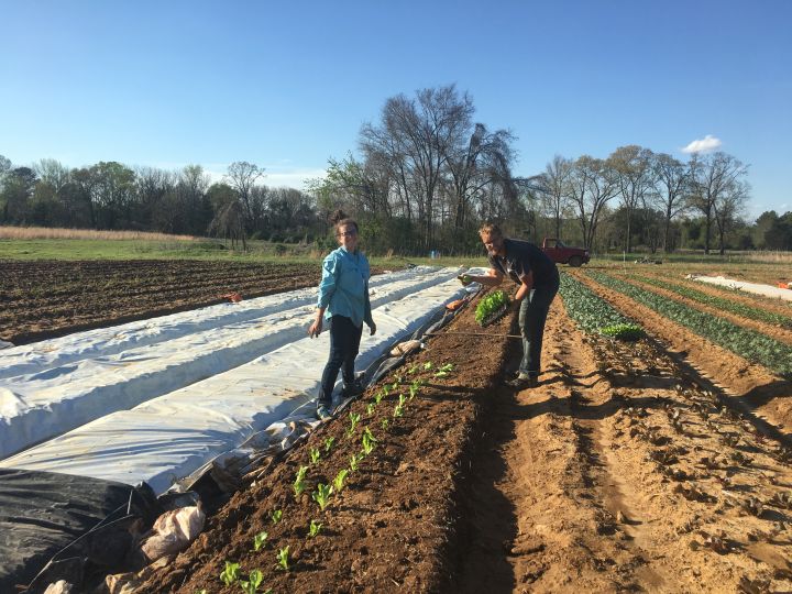 Sarah Laves and Patrick Gridley planting lettuce with row cover onthe left