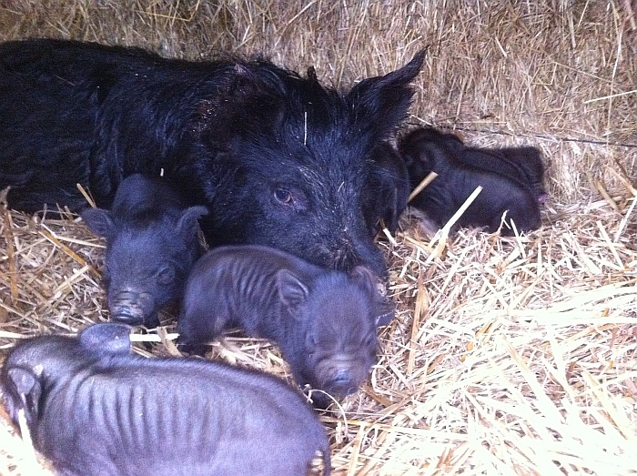 Bon Bon with 2-day-old piglets