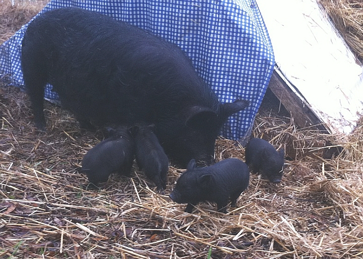 Caitlan with 6-day-old piglets