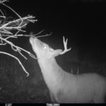 Blackand hite Trail cam pic of deer at night