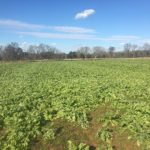 This is our winter cover crop of diakon radish and clover
