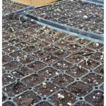 Cabbage, kohlrabi and broccoli just starting to sprout