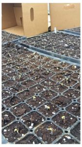 Jan 15th seed trays sprouting for early spring crops