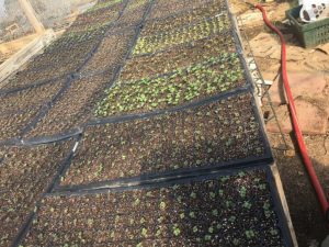 Seed trays full of spring crops in the greenhouse, mid February