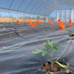 Little tomato plants in the high tunnel
