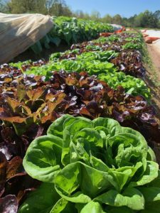 lettuce mix pre harvest