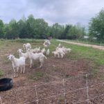 Goats running around