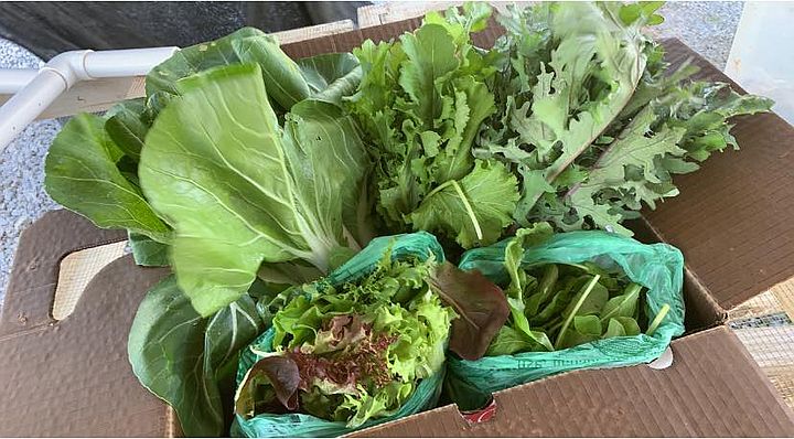 Get your greens; The CSA has begun!