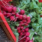 Crunchy King radishes a new favorite