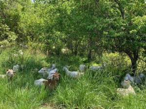 Goats on fresh pasture there are around 1 does and 22 kids