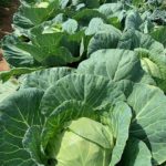 Cabbages in the field are ready