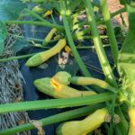Zephyr squash, its yellow with a green tip
