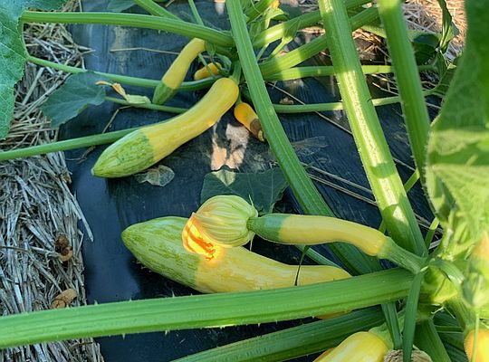 It’s Raining Squash