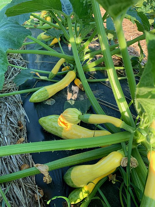 It’s Raining Squash