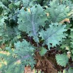 Black rot on the kale