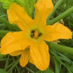 Bumblebees in a squash blossom