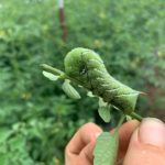 Common on tomatoes here is a Tobacco Horn Worm