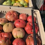 A variety of heirloom tomatoes