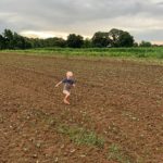 Cooper running through the just sprouting cover crop