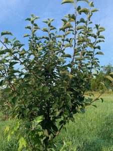 Cauly apple tree at one time a common Mississipi apple