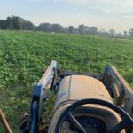 View from the tractor, summer cover crop