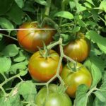 Cluster of field tomatoes