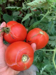 Cracked and splitting tomatoes