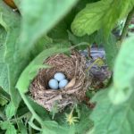 Robin nest with eggs in high tunnel tomatoes