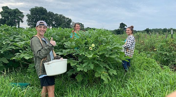 Okra, the Weather and old sayings