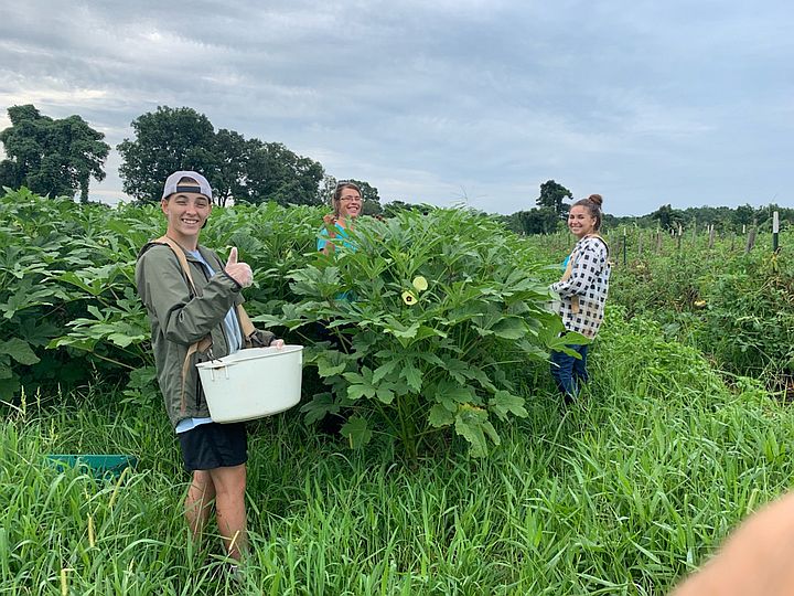 Okra, the Weather and old sayings