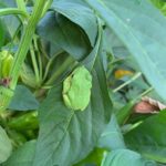 Tree frog on a pepper plant