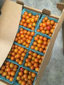 Cherry tomatoes 12 pint flat