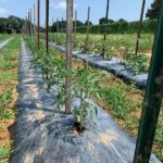Fall tomatoes with trellis tring on black bioplastic mulch