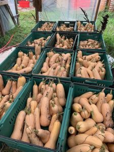 Just a portion of the butternut squash haul this year