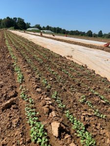 Six rows of arugula per bed, just sprouting