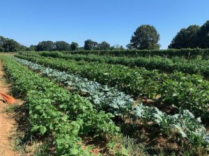 Some fall brassicas and tomatoes in the background