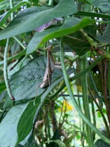 A Pray mantis hanging out in the long beans