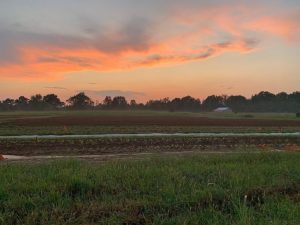 Sunset looking across the field to the house