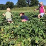 Cooper, Ava and Hanna (l to r) playing in the sweet potato patch