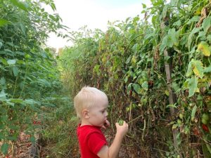 Cooper checking out the tomatoes