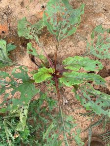 New growth on the beets