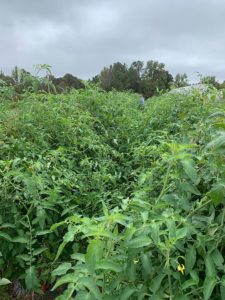 Late tomatoes are looking good