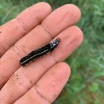 A parasitized Fall Army worm
