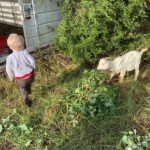 Cooper helping feed sweet potato greens to a goat