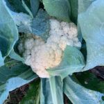 fall veggies some have one great,some not so wellbut this cauliflower is awesome