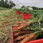 Harvested, carrots in the field ready for washing