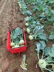 Kohlrabis have sized up nicely, here they are mid harvest